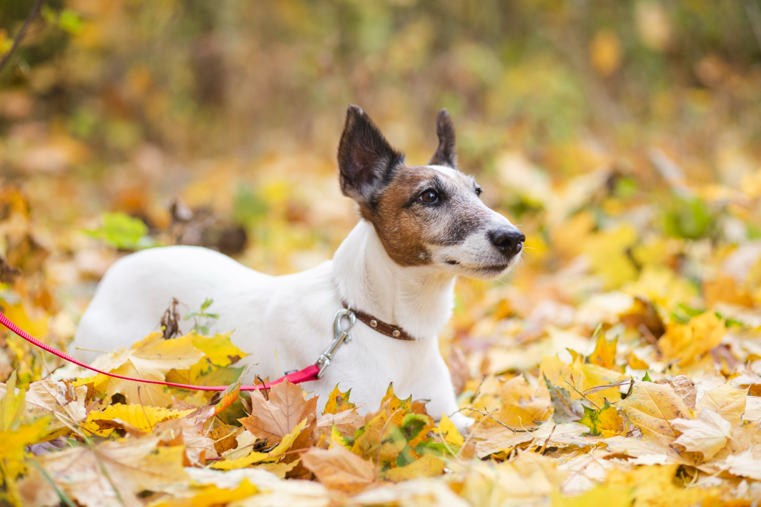 Fox Terrier à poil lisse