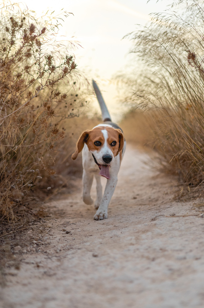 Beagle harrier