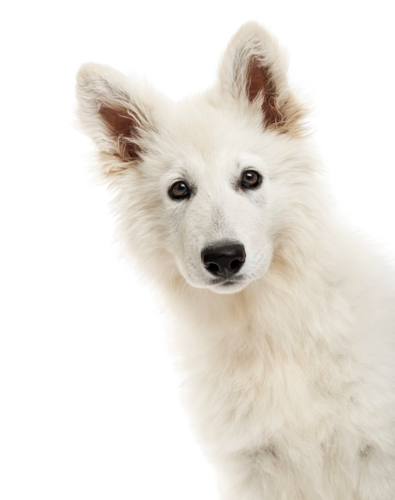 Berger blanc Suisse