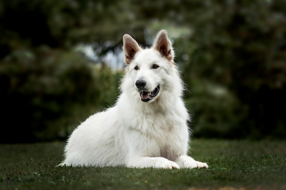 Berger blanc Suisse