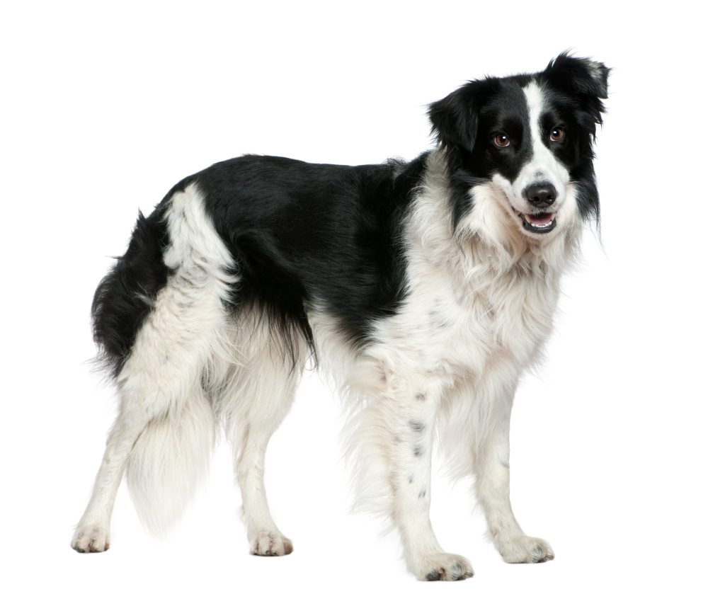 Border collie