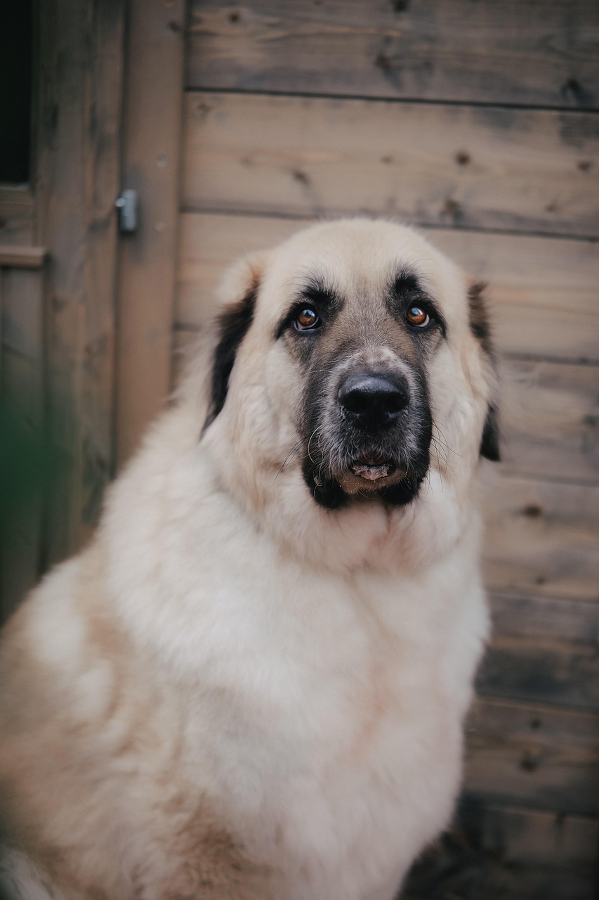 Kangal