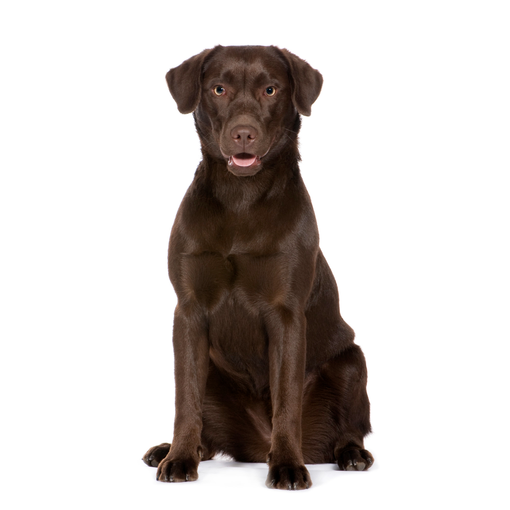 Labrador retriever