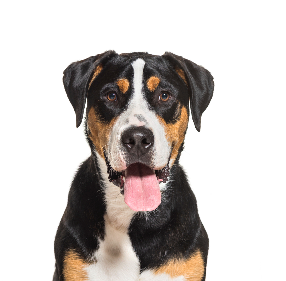 Grand bouvier Suisse