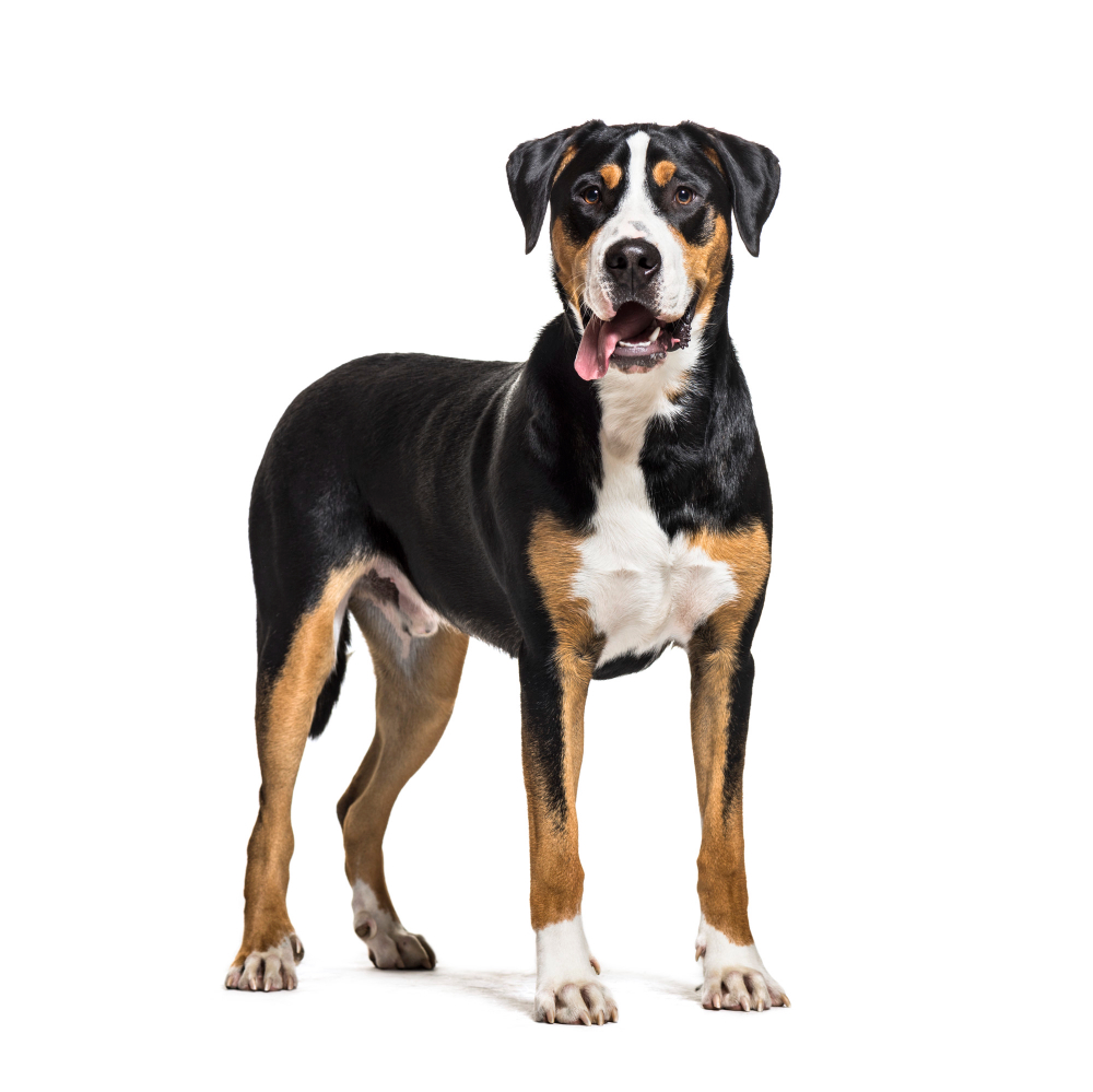 Grand bouvier Suisse