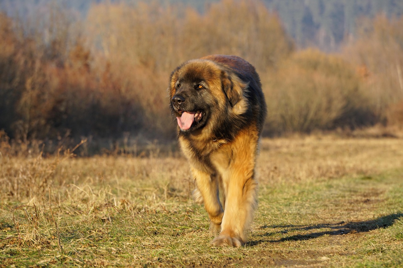 Leonberg