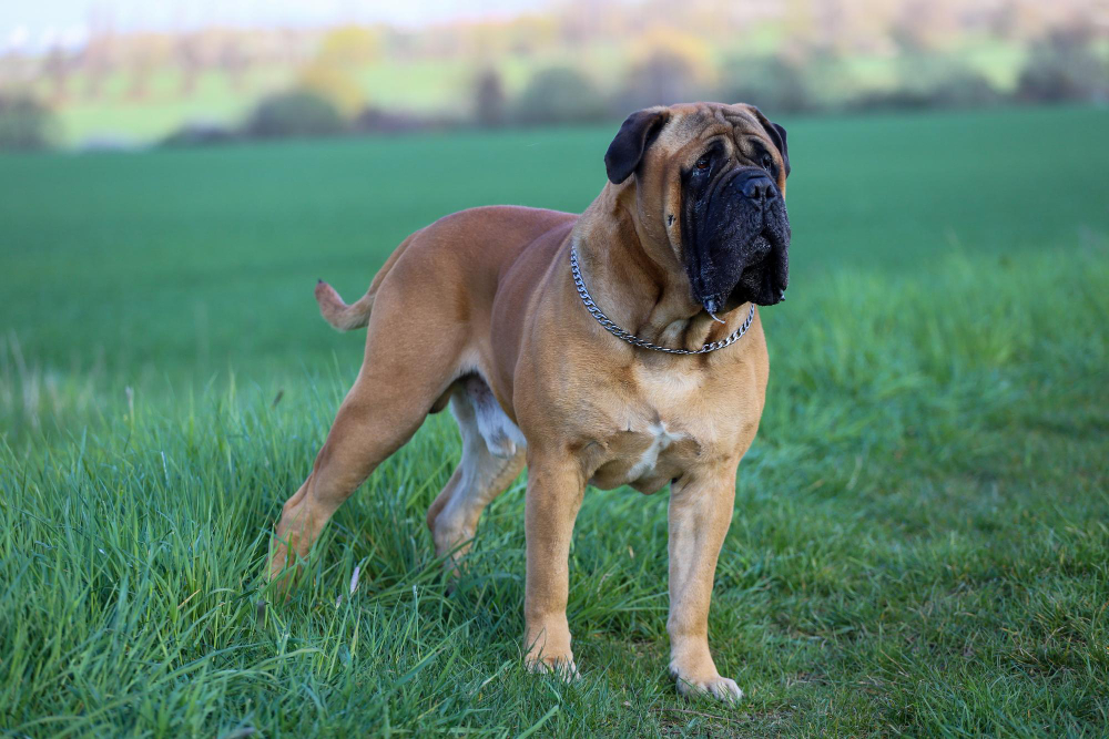 Mastiff