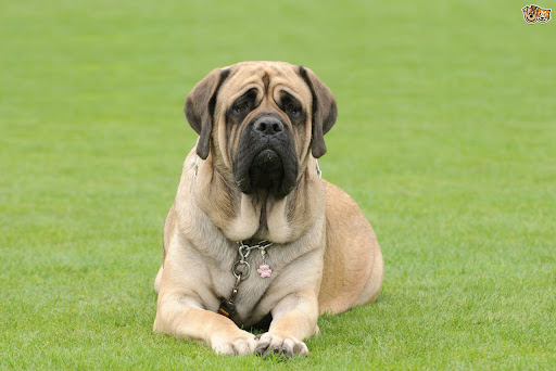 Mastiff