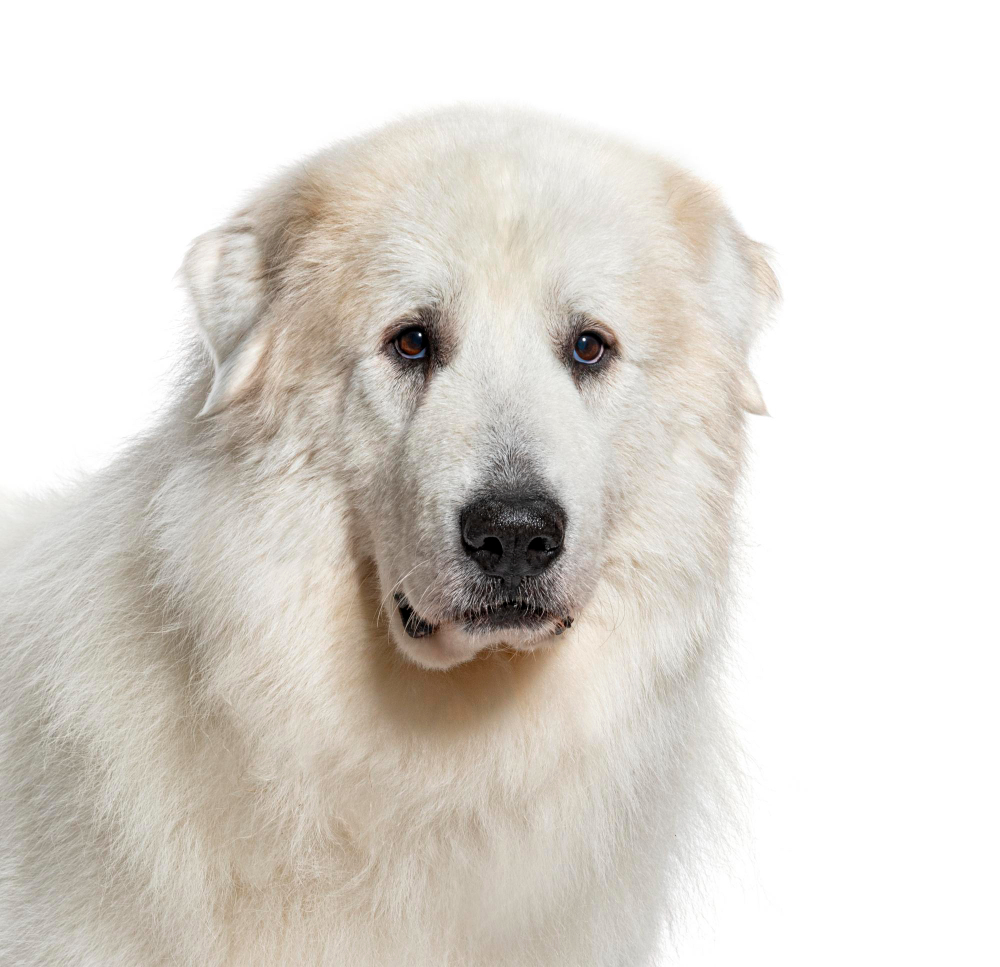 Patou des Pyrénées