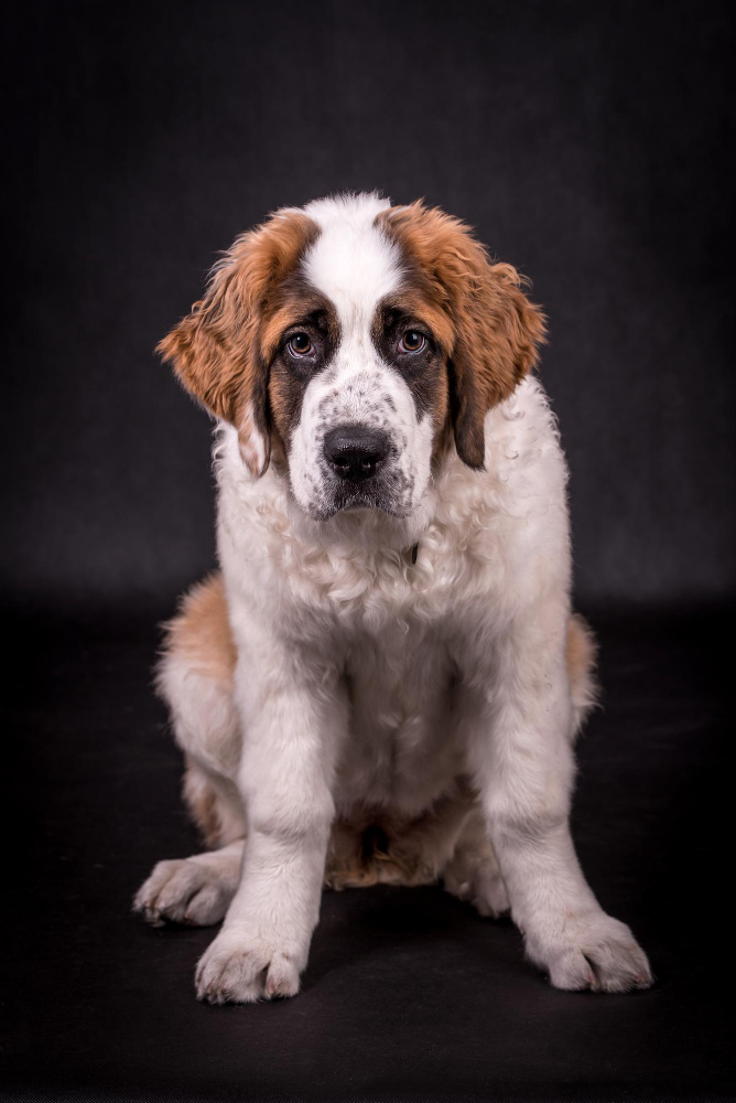 Saint-Bernard