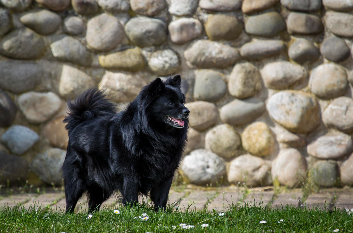 Schipperke