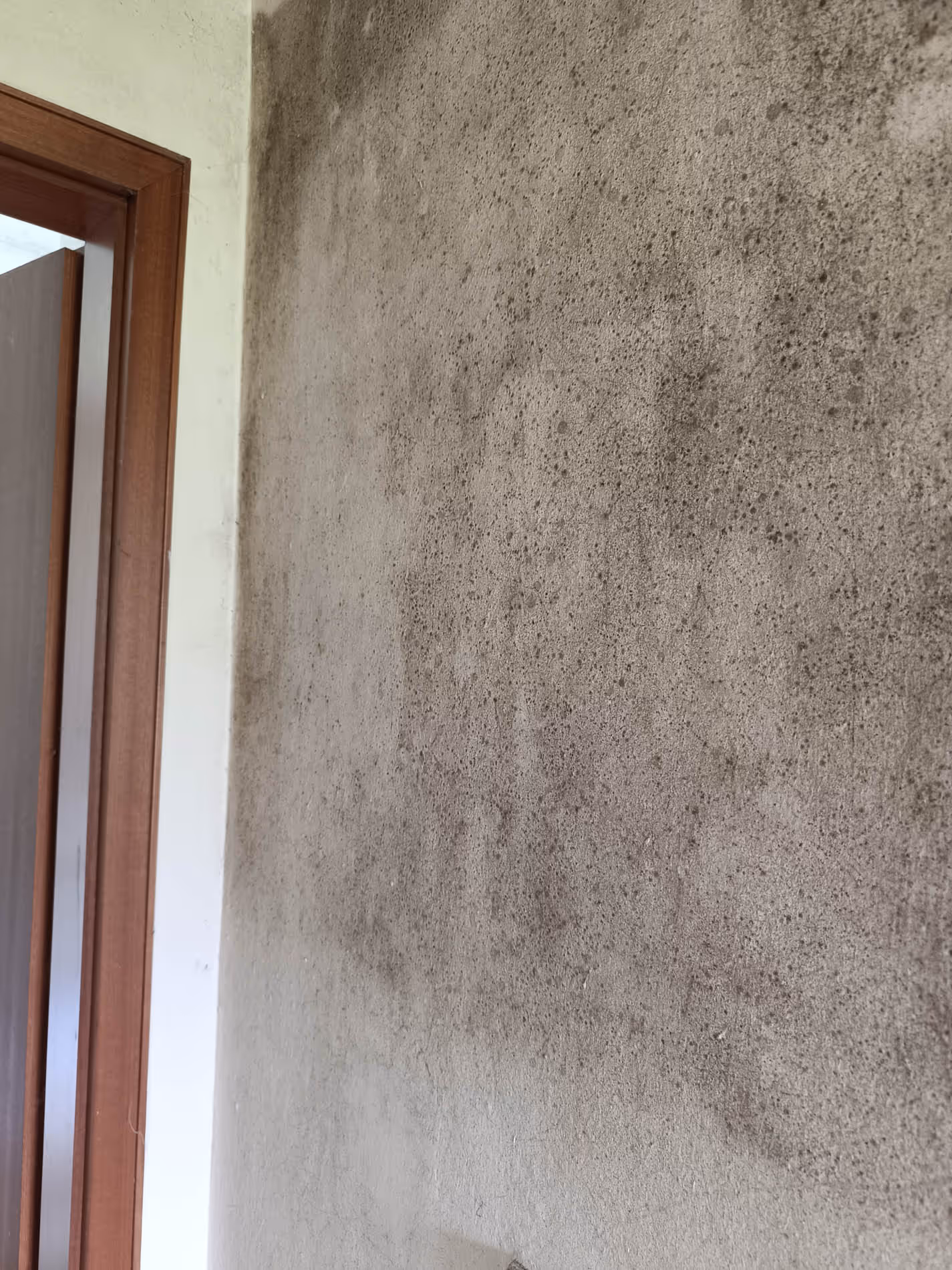 Detailaufnahme von Schimmelpilz an verputzter Wand