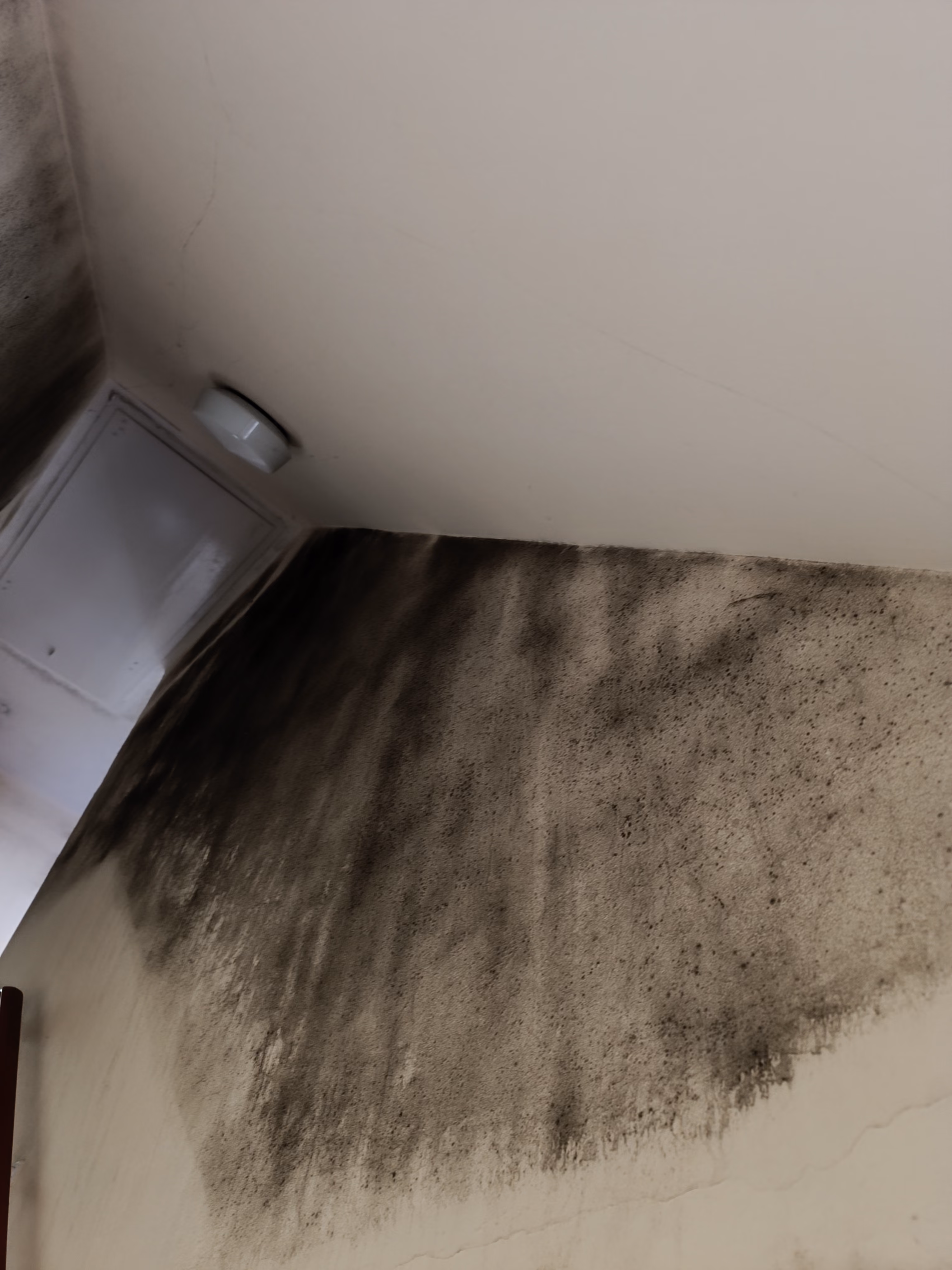Starker Schimmelbewuchs an Wand und Decke in Grevenbroich