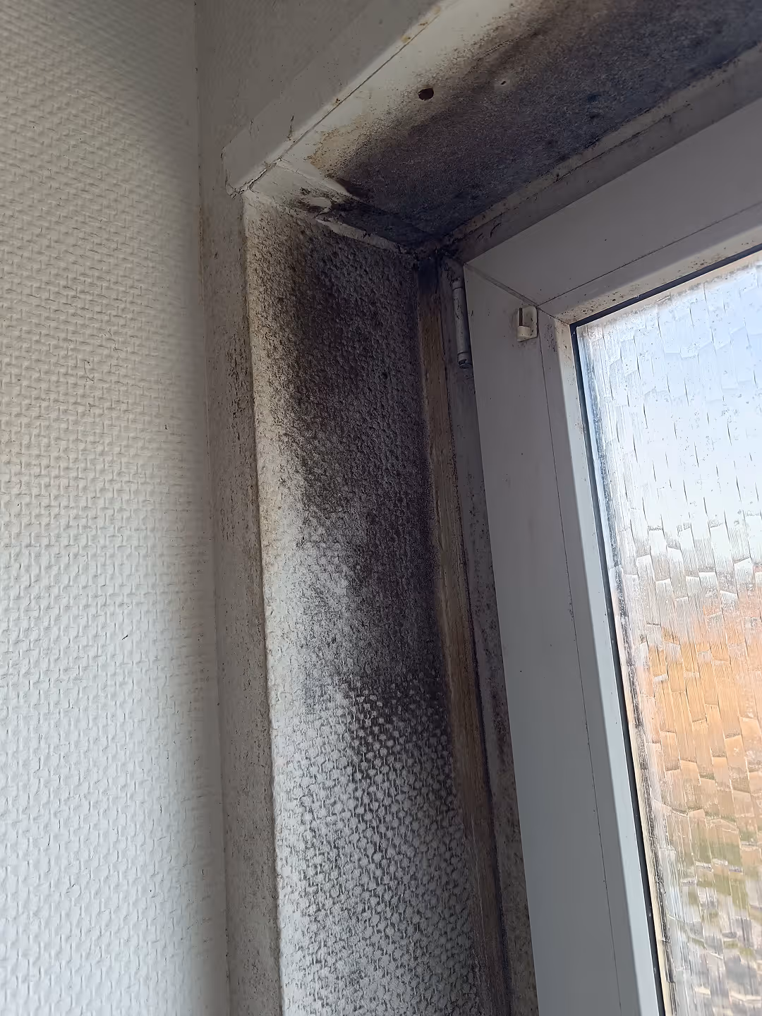Beseitigung und Entfernung von Schwarzschimmel  in Krefeld