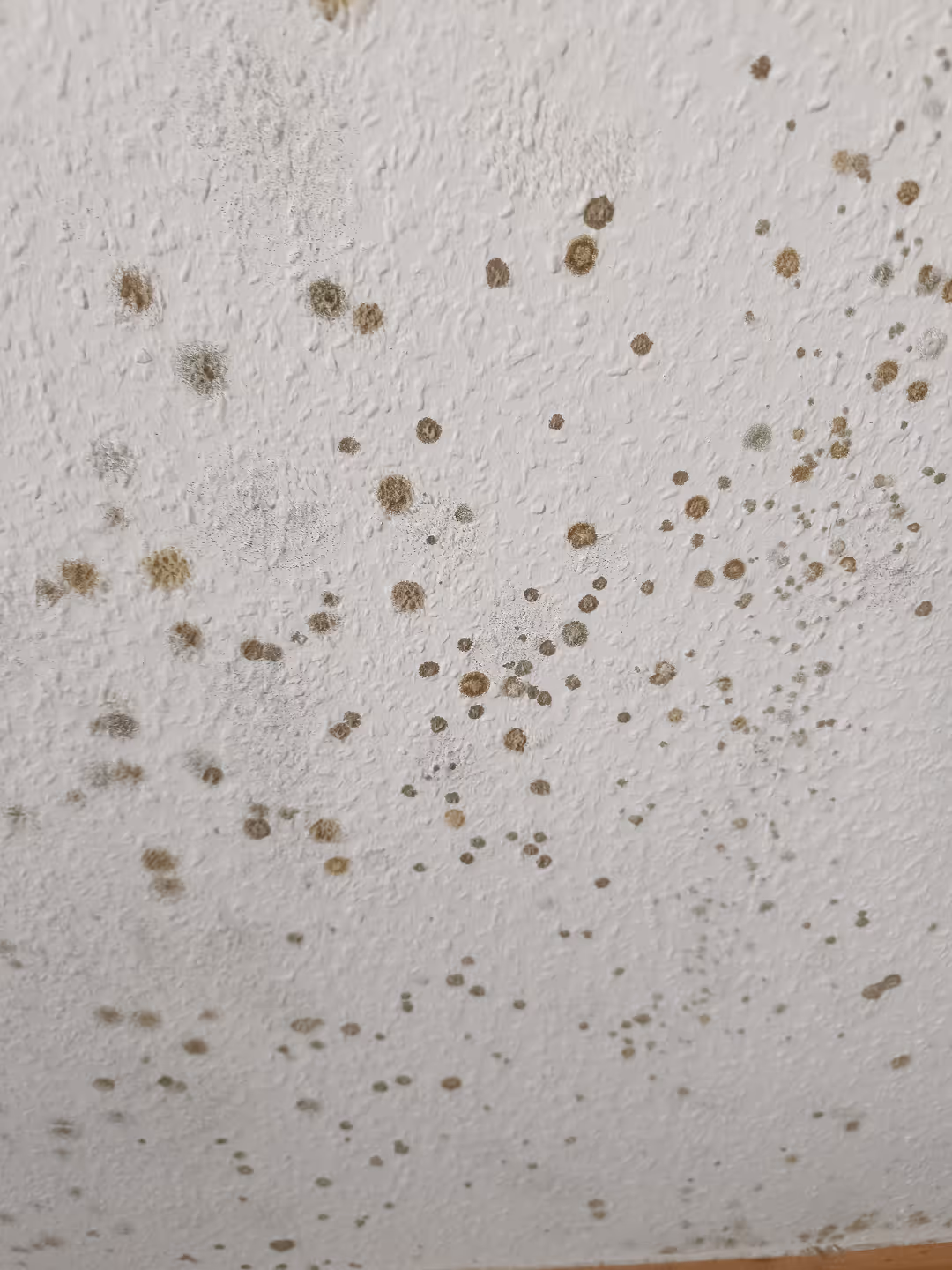 Schimmelbefall an einer Wohnraumwand vor der professionellen Schimmelbeseitigung in Alsdorf.