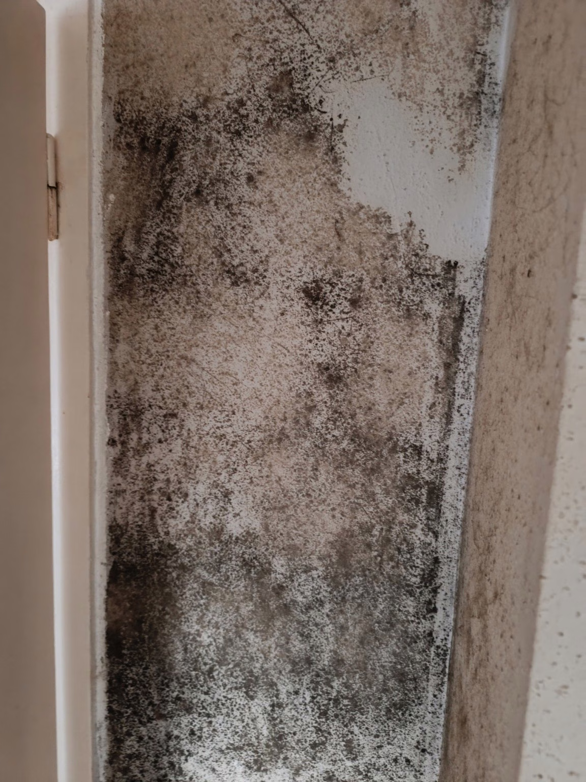 Schimmelentwicklung an einer Wand infolge eines Wasserschadens