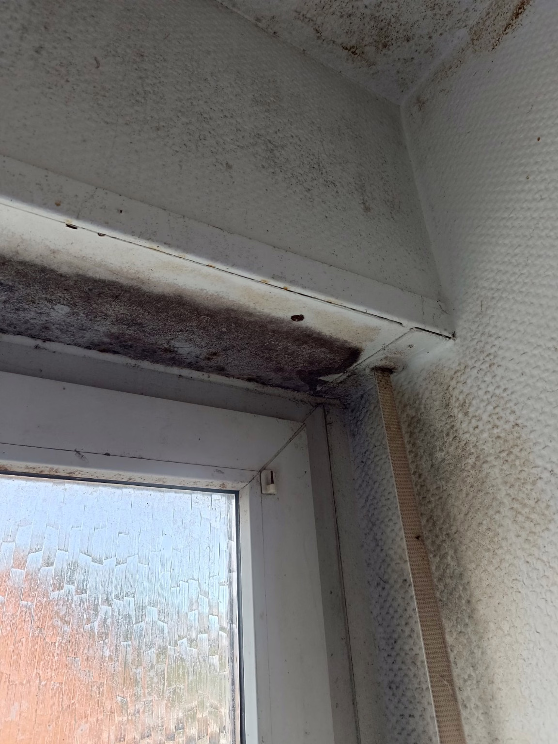 Gefährlicher Schwarzschimmel in Willich. Fachbetrieb für Schimmelbeseitigung aus Willich hilft.