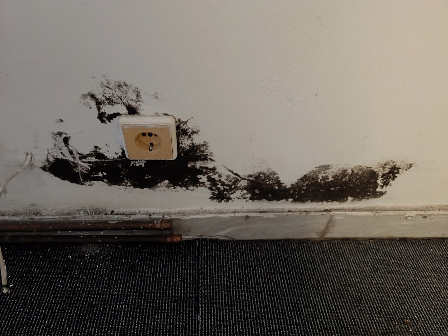 Gefährlicher Schwarzschimmel im Wohnraum. Schimmel Konzepte hilft.