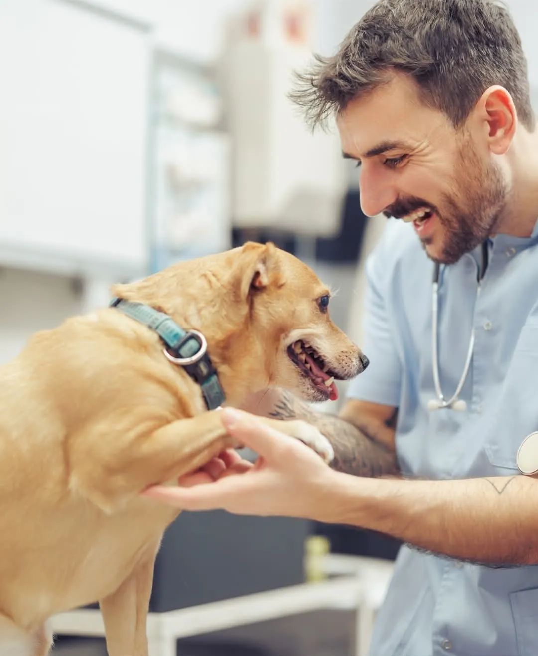 Provet veterinarian smiling and examining happy golden dog in clinic