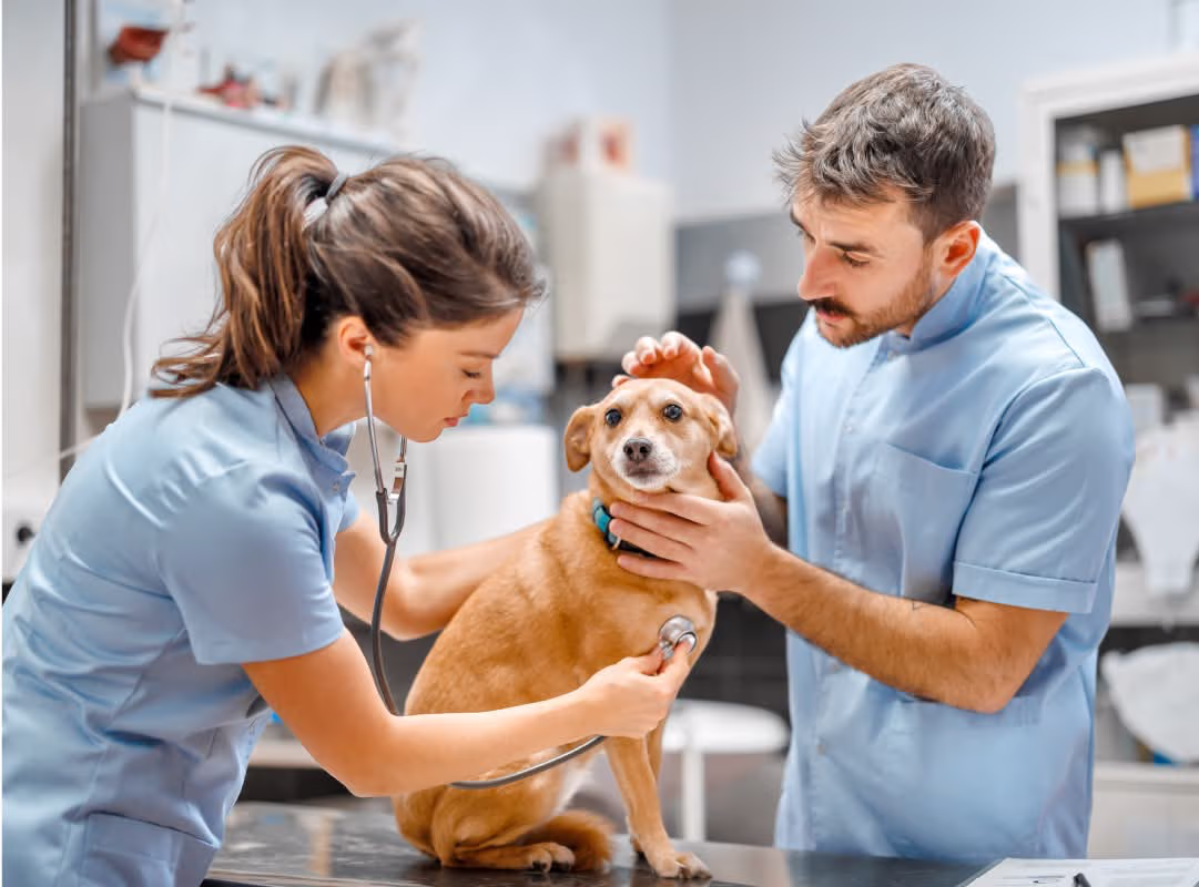 Provet veterinarians examining a calm golden dog during medical checkup