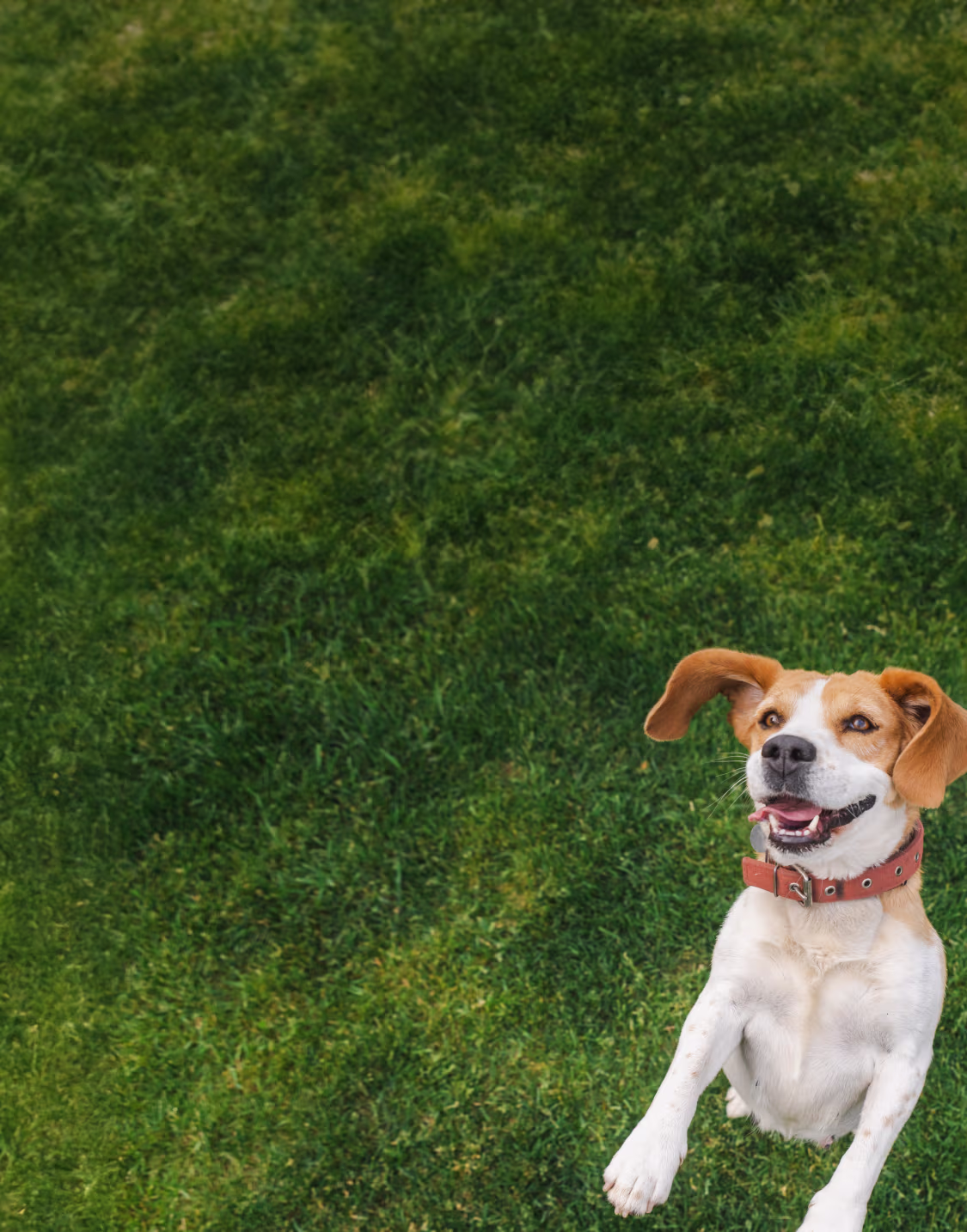 Provet happy beagle mix dog with red collar sitting on green grass