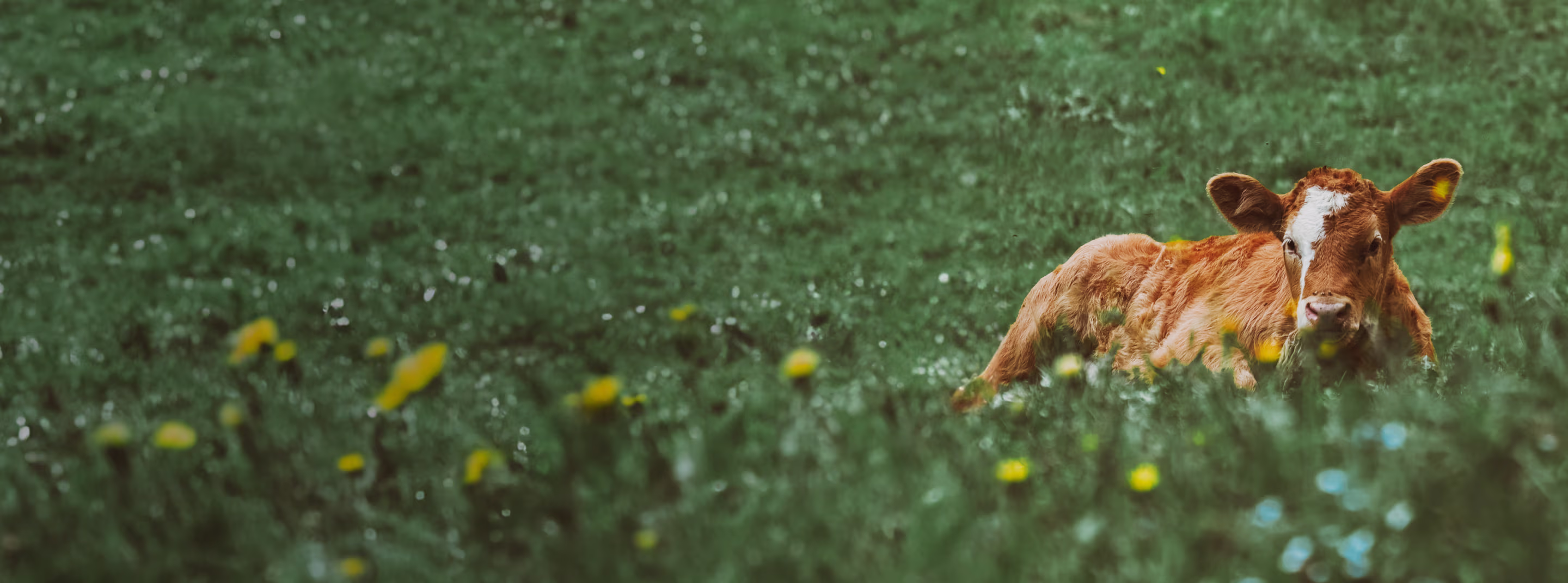 Provet young cow resting in lush green meadow with yellow wildflowers