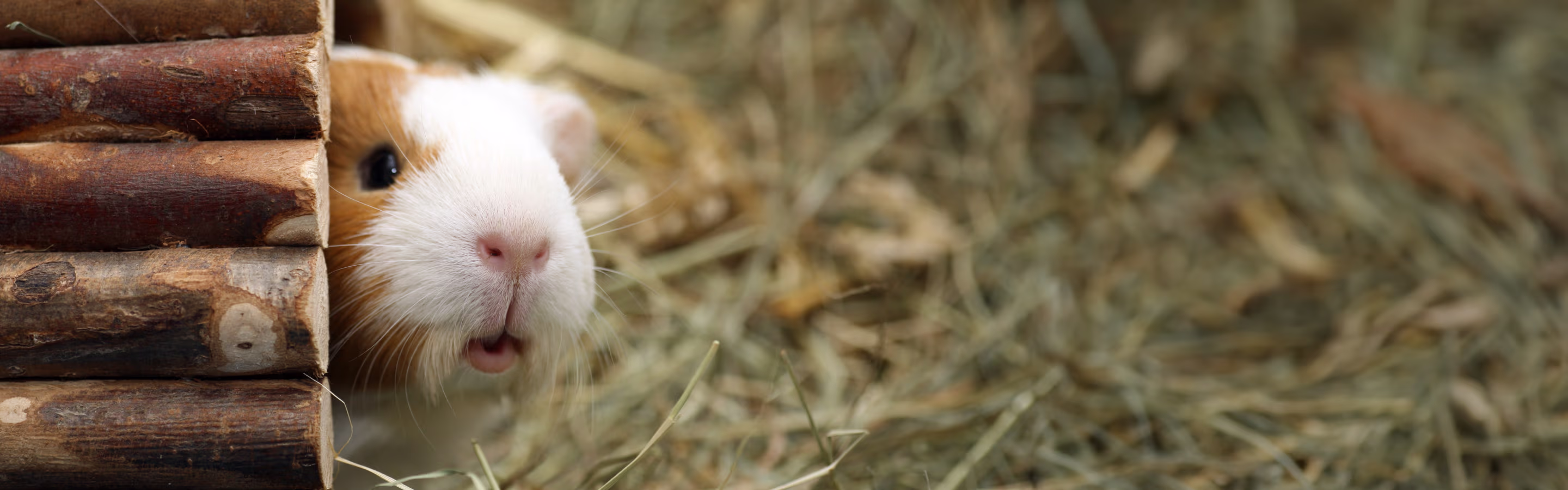 Provet guinea pig peeking out from wooden shelter in straw bedding