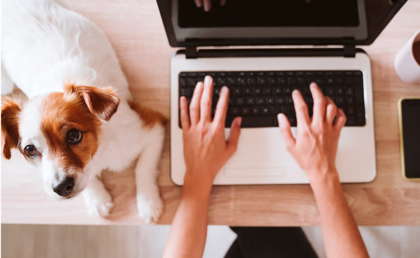 Provet Jack Russell terrier sitting beside laptop while person types