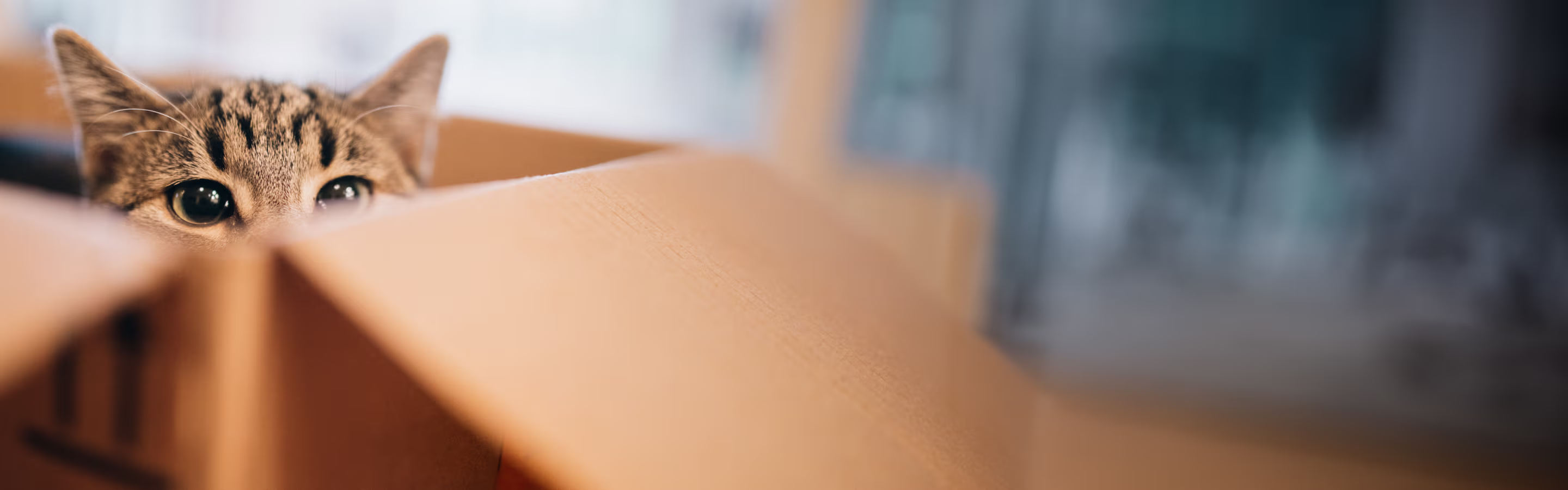 Curious tabby cat peeking out from inside a cardboard box