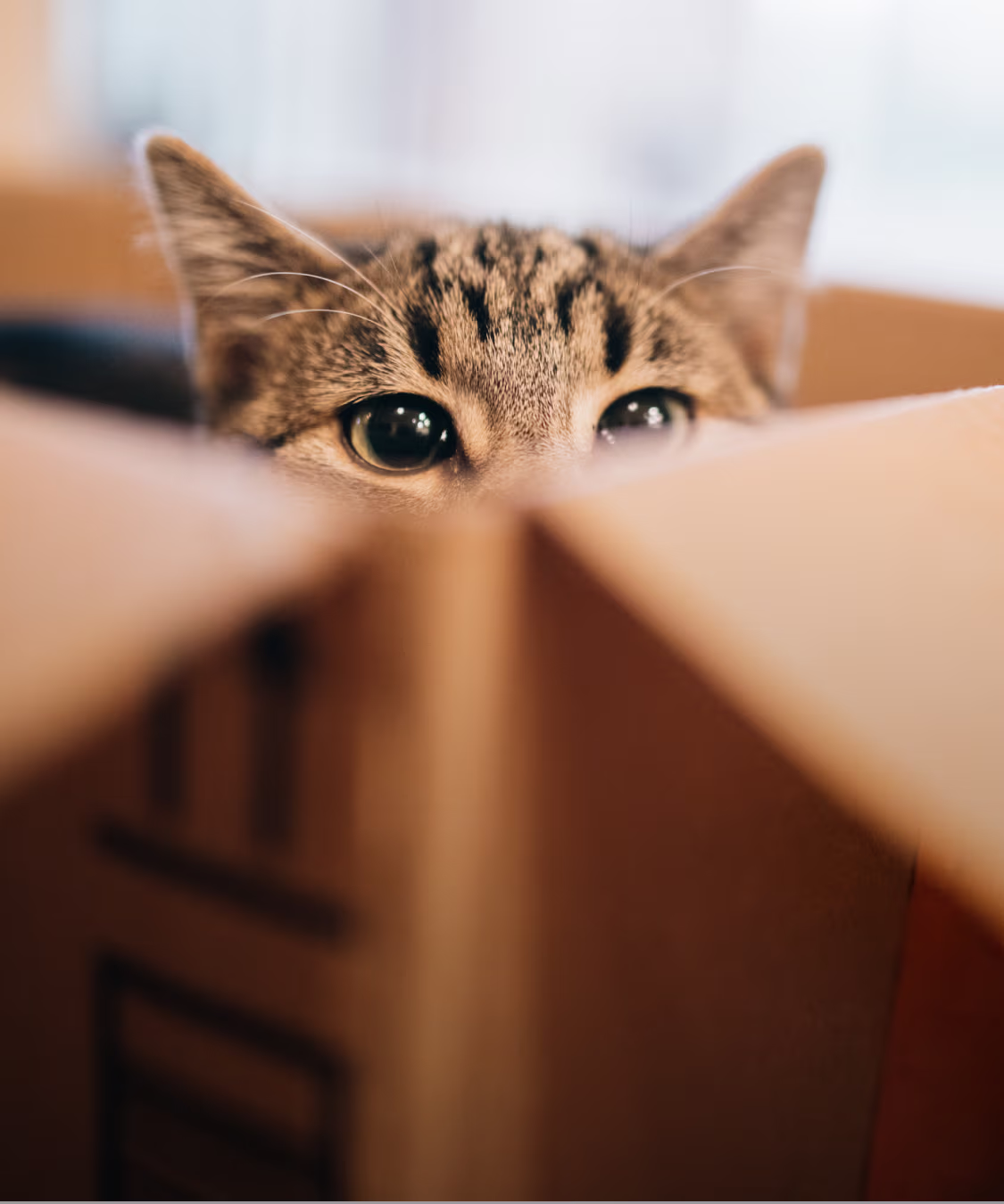 Tabby cat peeking out from inside a cardboard box
