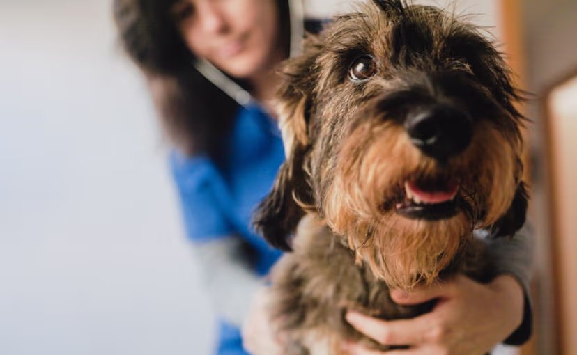 Shaggy terrier dog smiling, held by someone in blue shirt