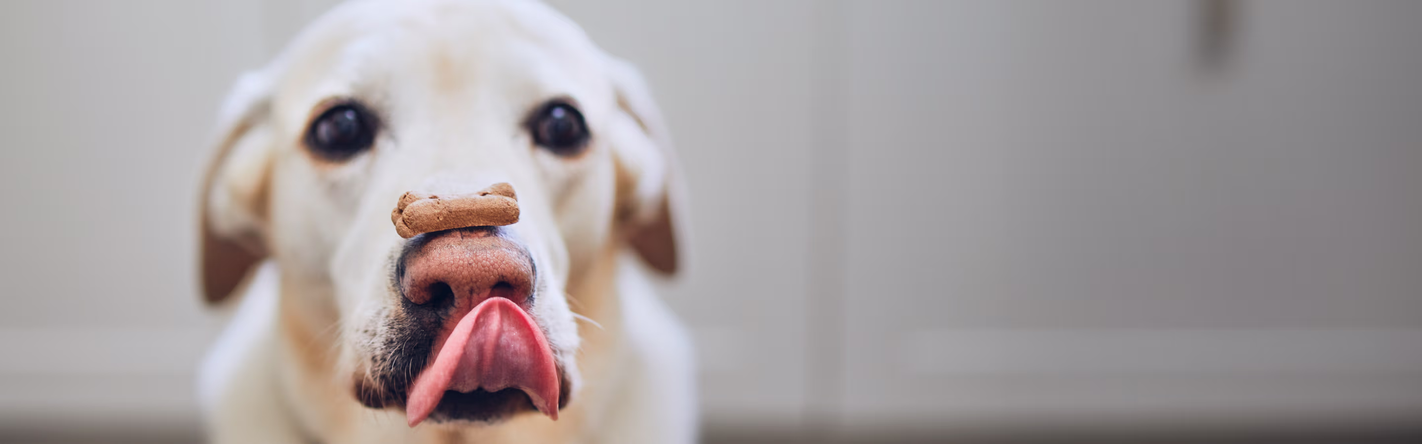 White dog balancing treat on nose with tongue out playfully