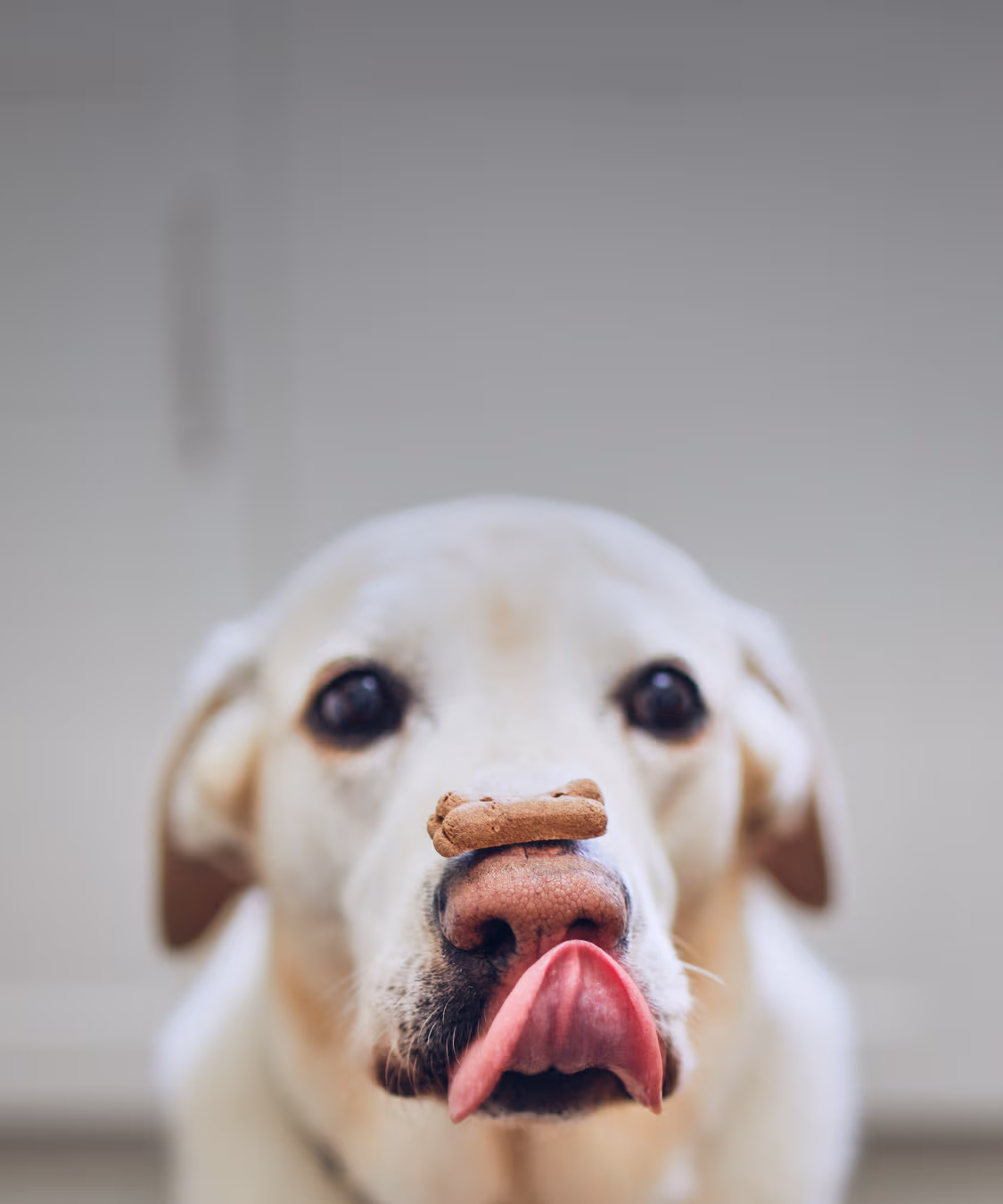 Cute white dog balancing a treat on nose with tongue out