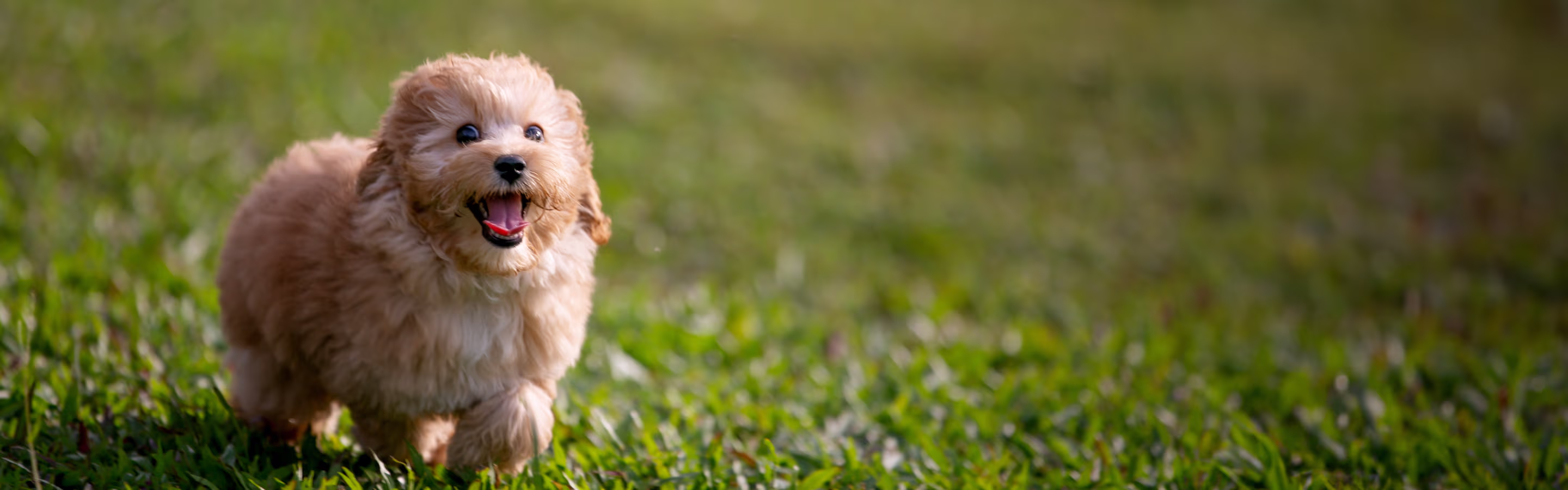 Fluffy golden puppy smiling and running happily on green grass