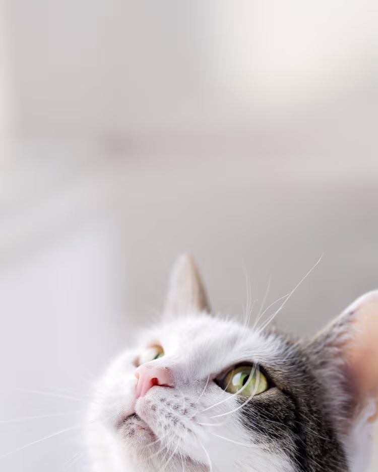 Provet white and gray cat close-up with striking green eyes