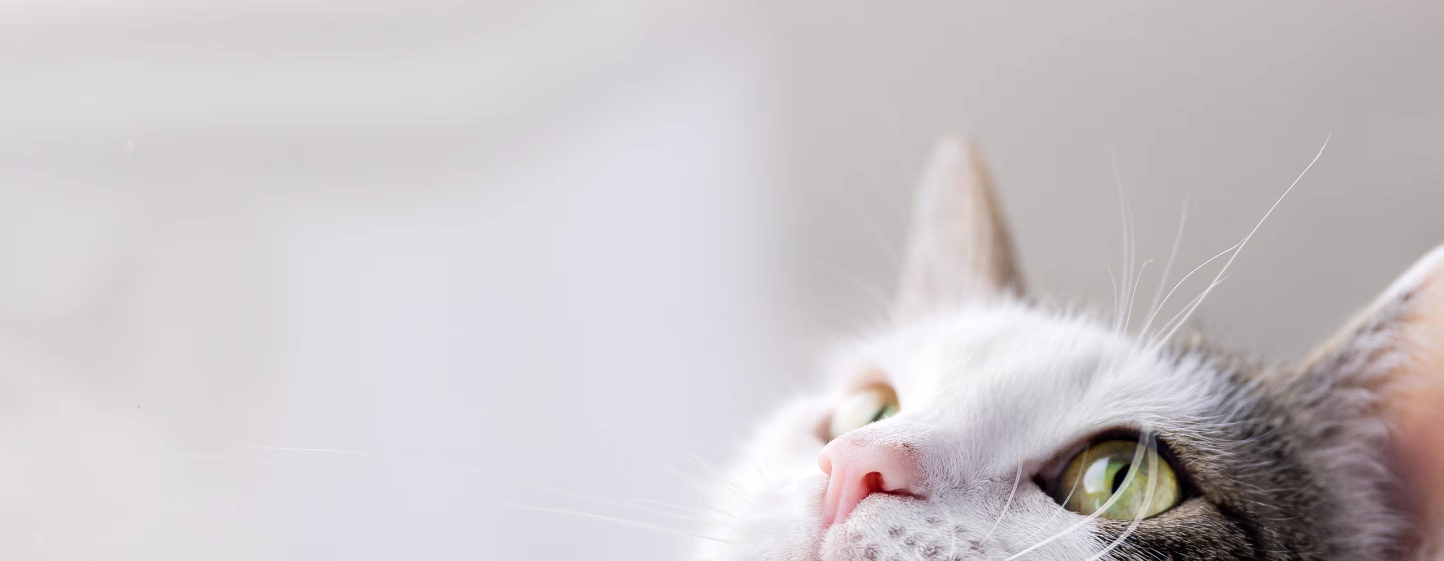 Provet white and gray cat close-up with striking green eyes