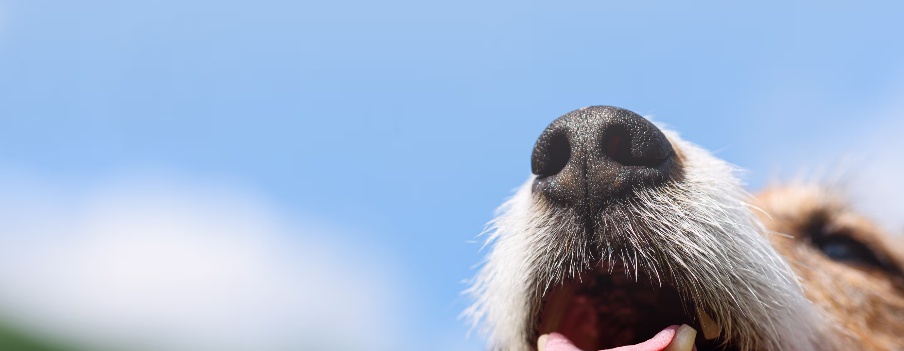 Provet dog nose and tongue close-up against blue sky background