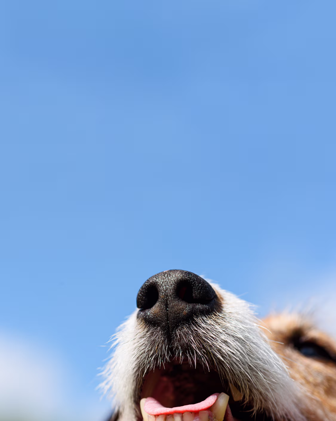 Provet dog nose close-up against blue sky, tongue slightly visible
