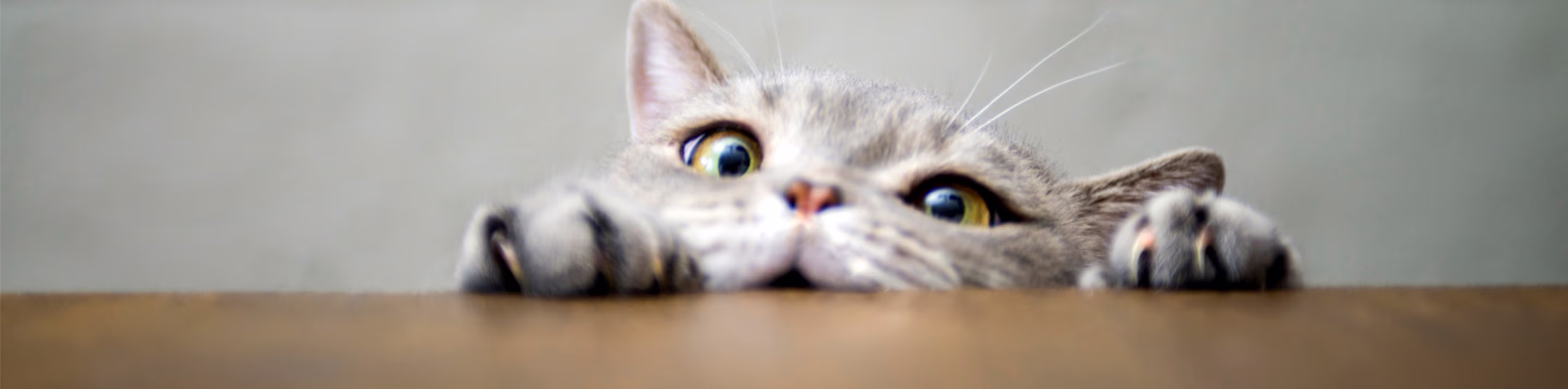 Provet cat with wide eyes peeking over wooden surface