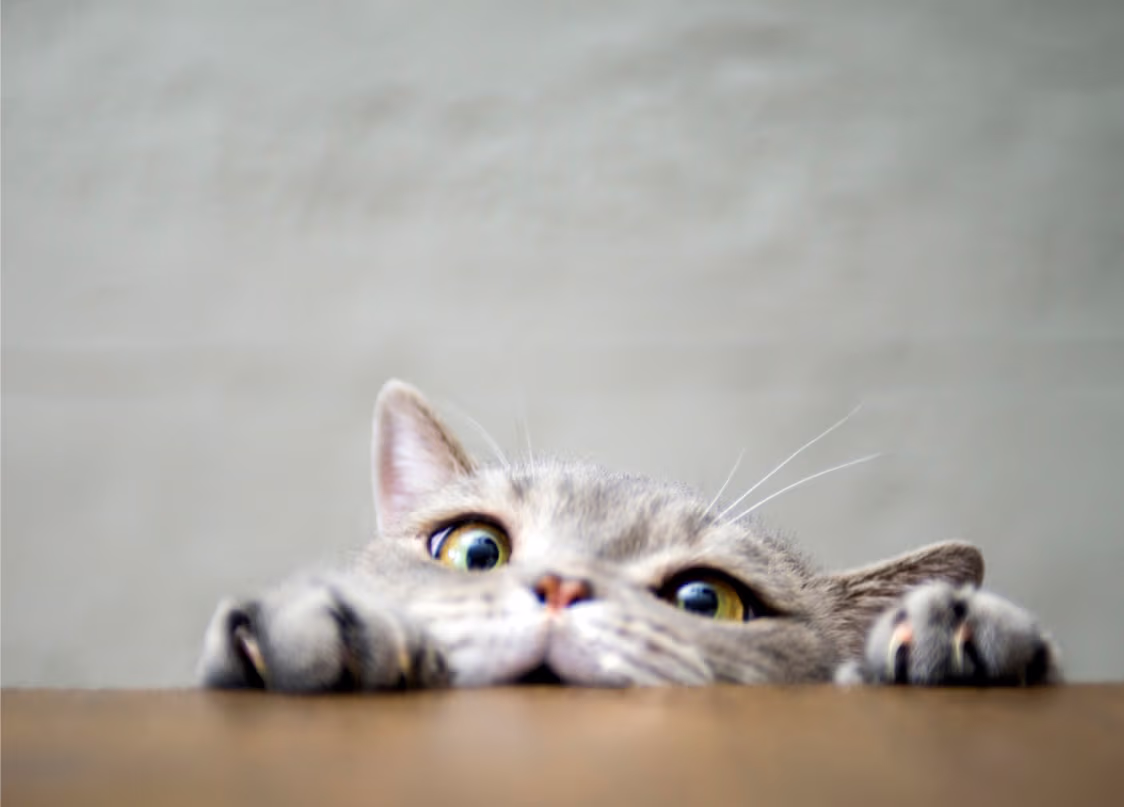 Provet cute cat peeking over table with wide curious eyes
