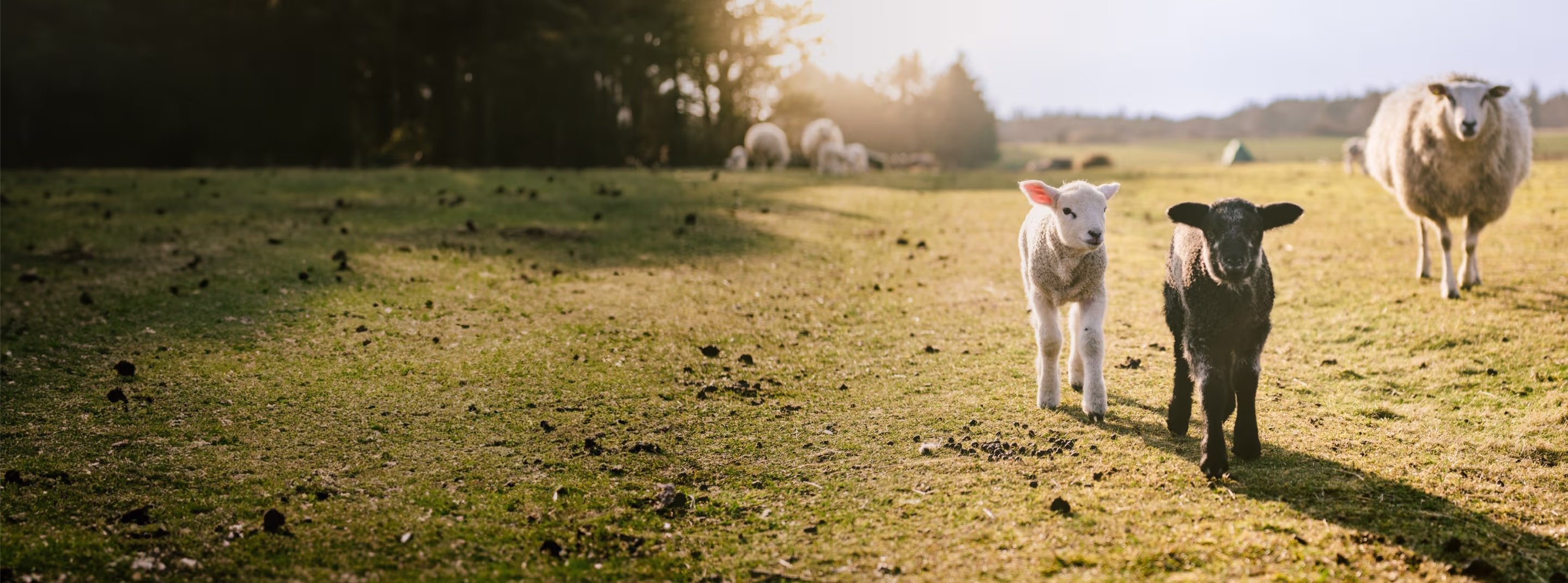 Provet lambs playing in sunlit pasture with sheep in background