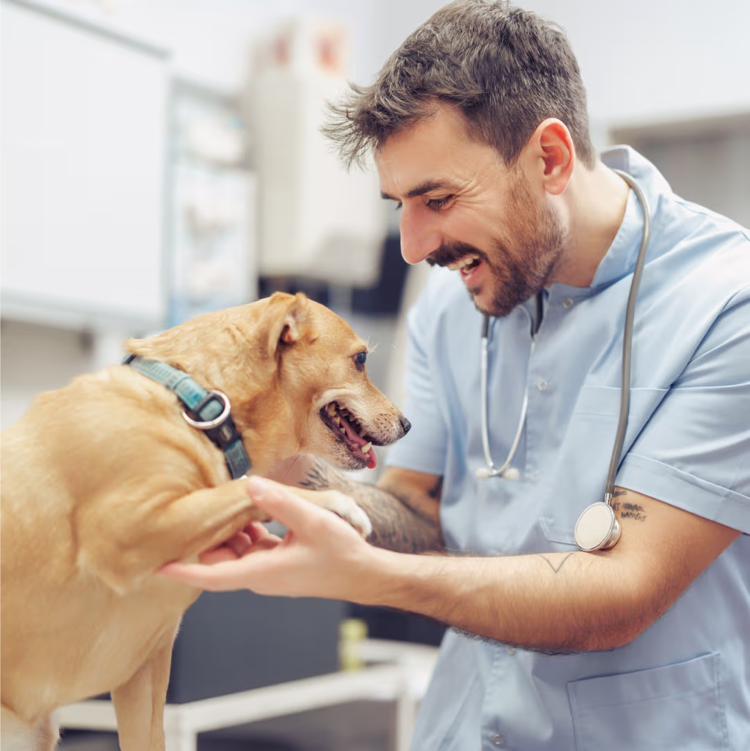 Provet Pay veterinarian smiling and examining friendly golden dog in clinic
