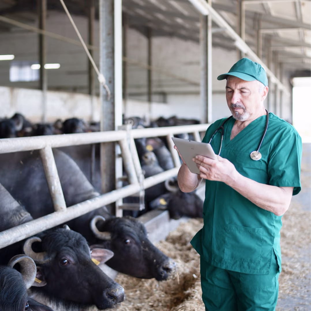 Provet veterinarian checks cattle health on digital tablet in Pay farm