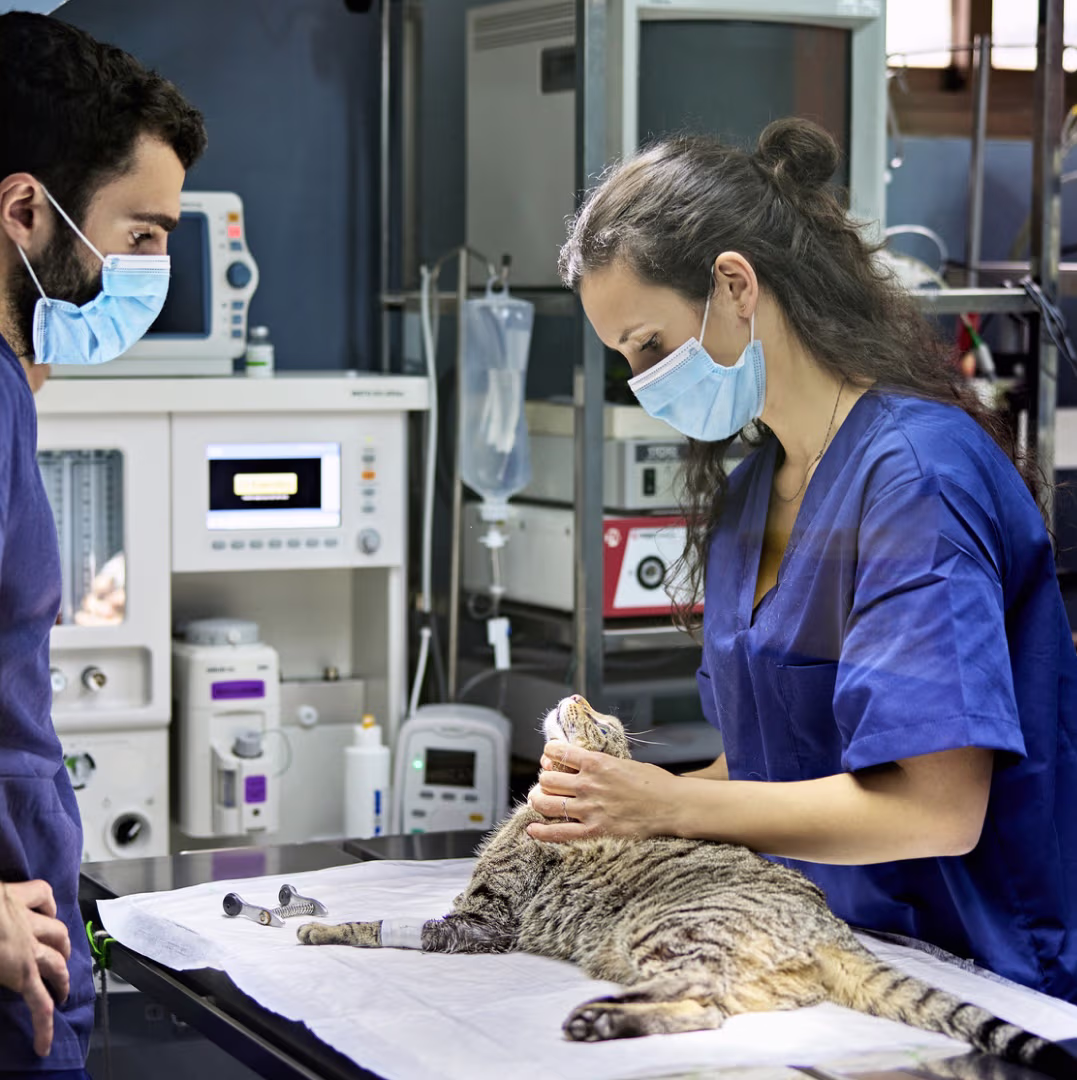 Provet veterinarians Pay attention to cat during medical examination