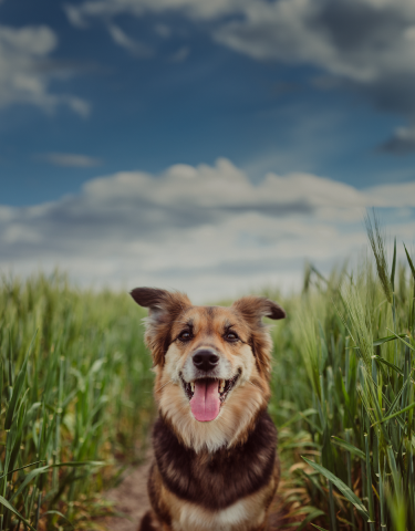Happy dog with tongue out sitting on a path between green wheat fields under a partly cloudy sky.