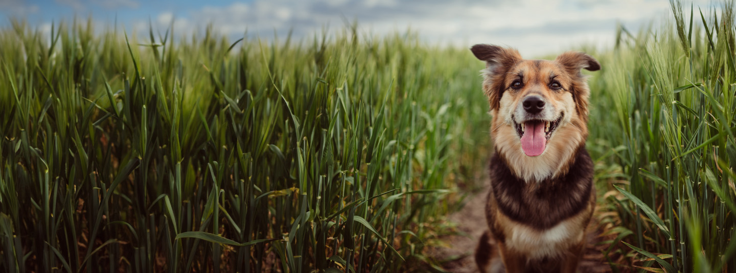 Happy dog with tongue out sitting on a dirt path between tall green wheat fields under a blue sky.