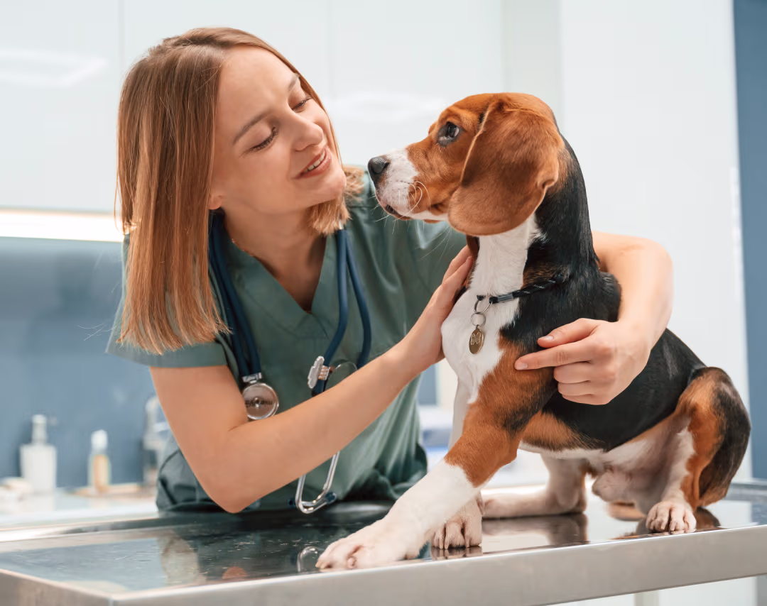 Veterinarian in green scrubs gently holding a beagle dog on an exam table while smiling.