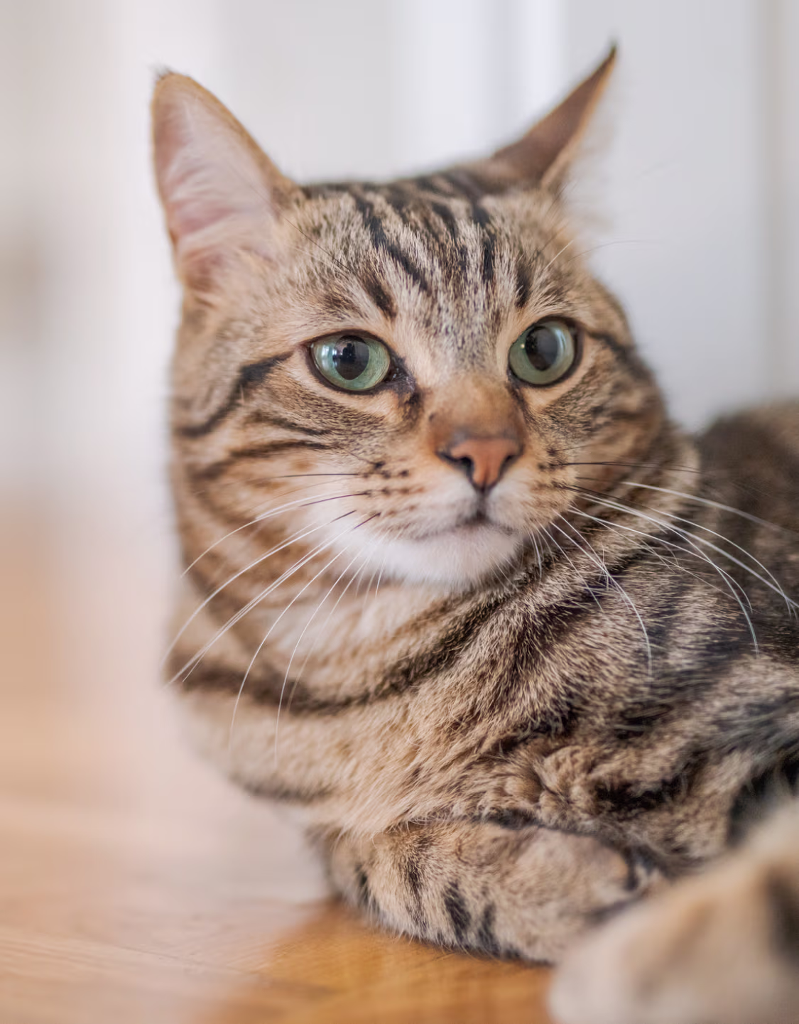 Close-up of a tabby cat with green eyes resting on a wooden surface.