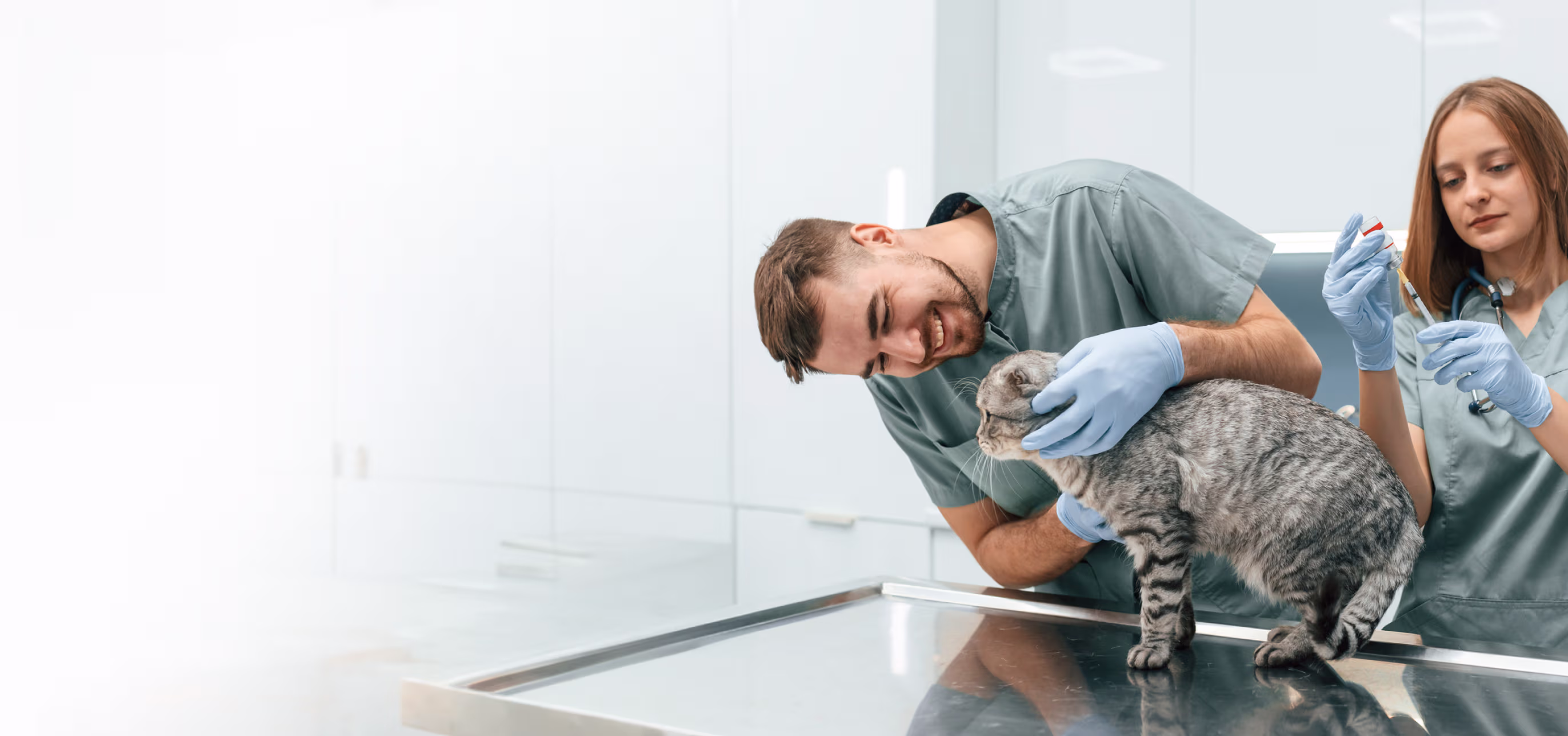 Two veterinarians in scrubs preparing to vaccinate a gray tabby cat on a stainless steel exam table.