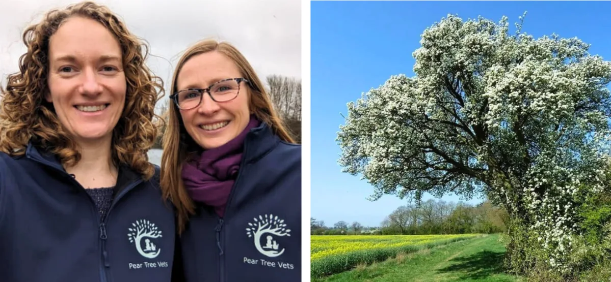 Pear Tree Vets